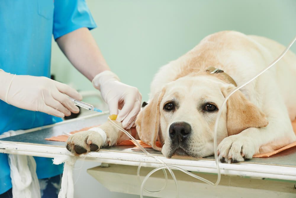Pet Tumor Removal Surgery