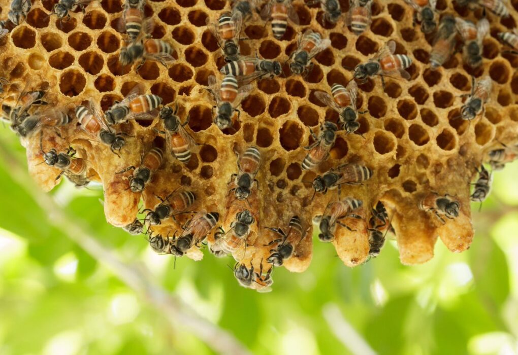 How to Make Your Yard Less Inviting to Bee Colonies Naturally