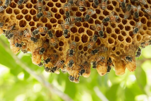 How to Make Your Yard Less Inviting to Bee Colonies Naturally