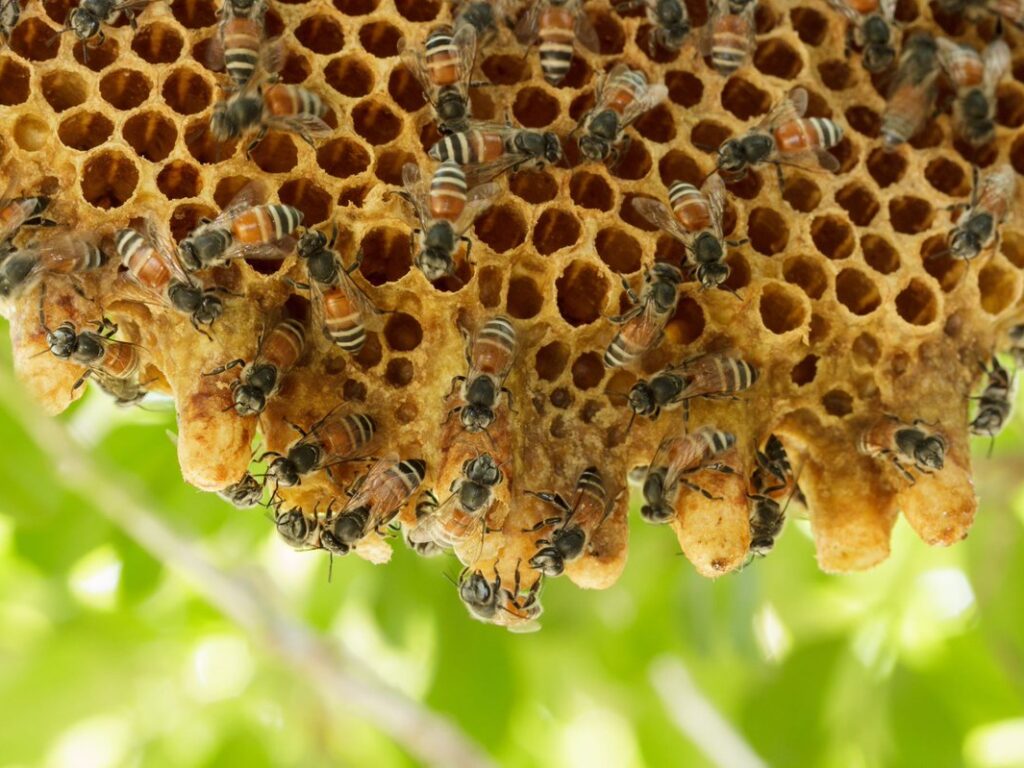 How to Make Your Yard Less Inviting to Bee Colonies Naturally