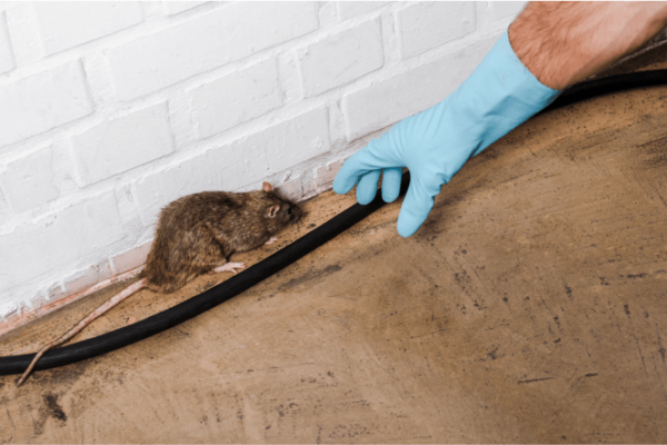 Rodent Control
