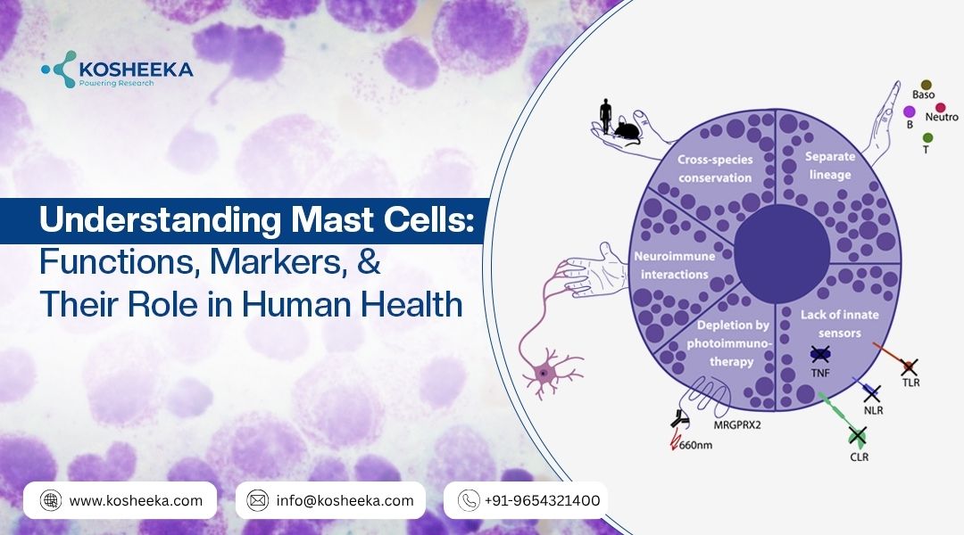 mast cell