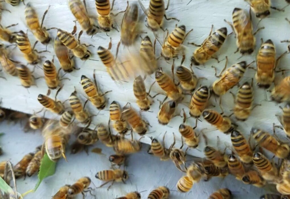 Are Ground Bees Dangerous? What Homeowners Need to Know