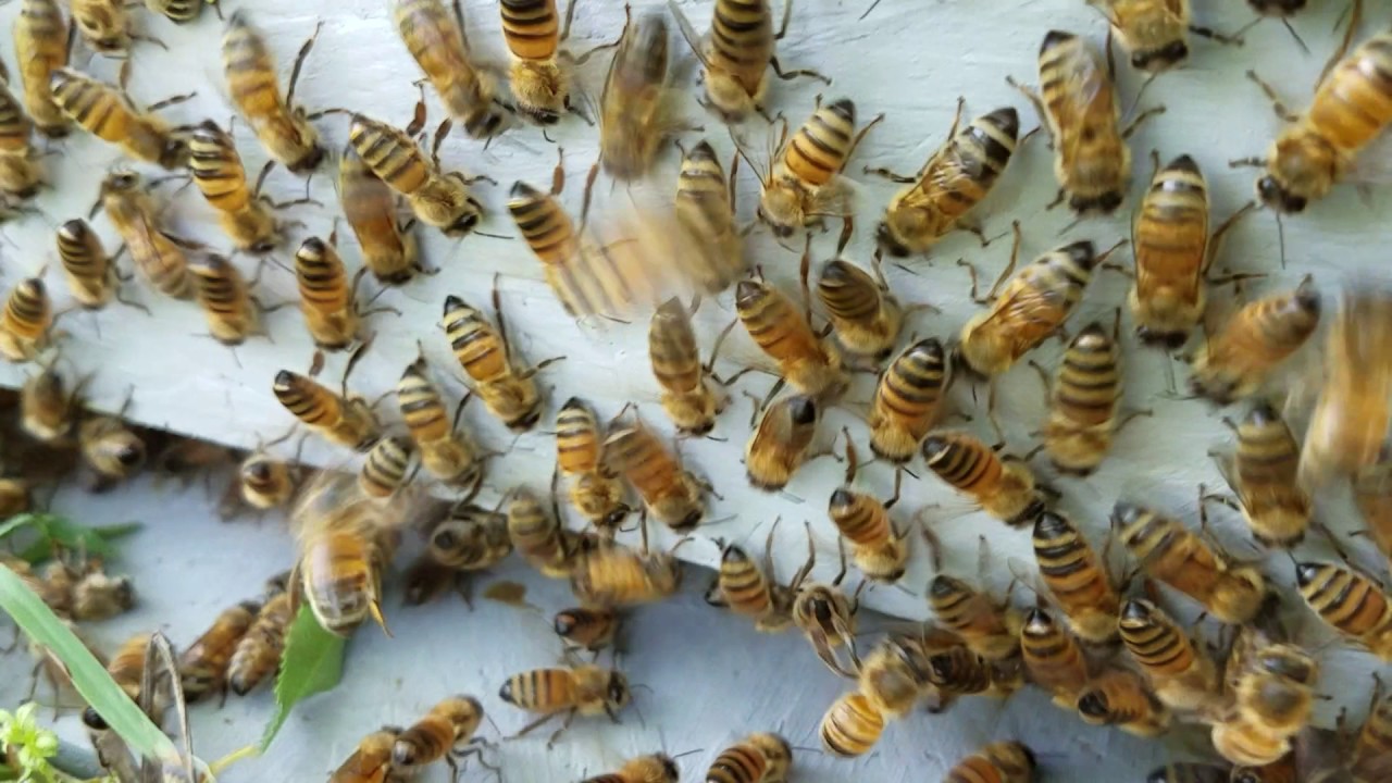 Are Ground Bees Dangerous? What Homeowners Need to Know
